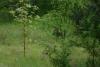 Hier klicken zum Ansehen op_easter_egg_12.05.2007 017_t1.jpg